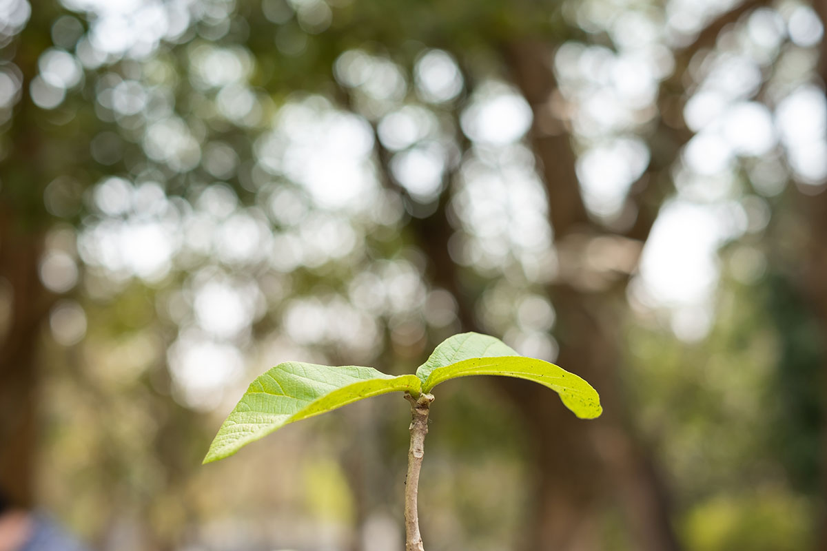 Preserve the Beauty: Nature Protection WordPress Themes Await